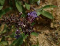 Imagem de Salvia sonomensis Greene