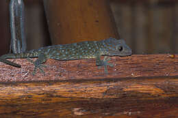 Imagem de Gekko gecko (Linnaeus 1758)