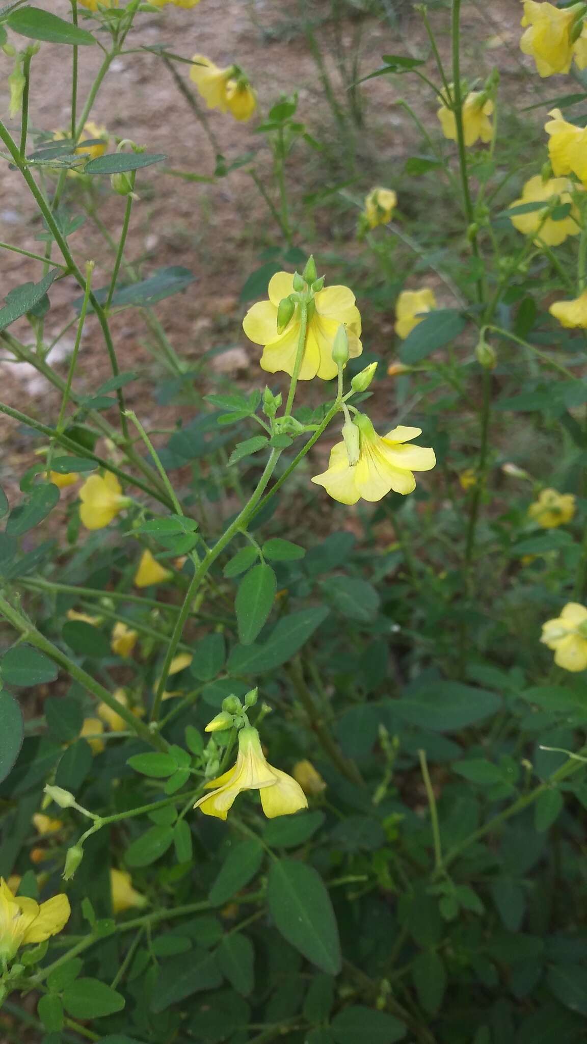 Image of shrubby woodsorrel