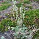 Image of Artemisia kruhsiana Bess.