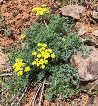 Слика од <i>Lomatium papilioniferum</i> J. A. Alexander & W. Whaley