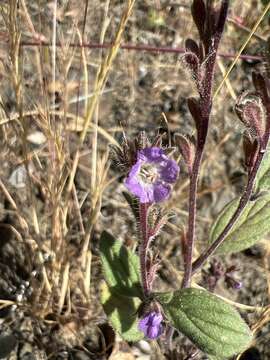 Image of Mariposa phacelia