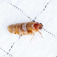 Image of Catonia picta Van Duzee 1908