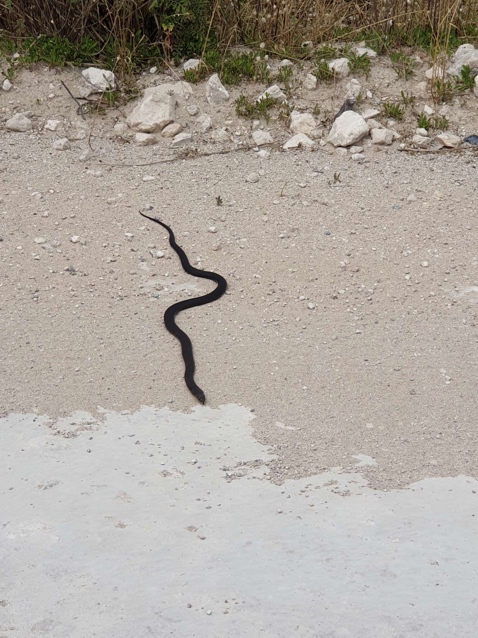 Image of Peninsula Brown Snake