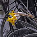 Imagem de Tillandsia ixioides subsp. ixioides