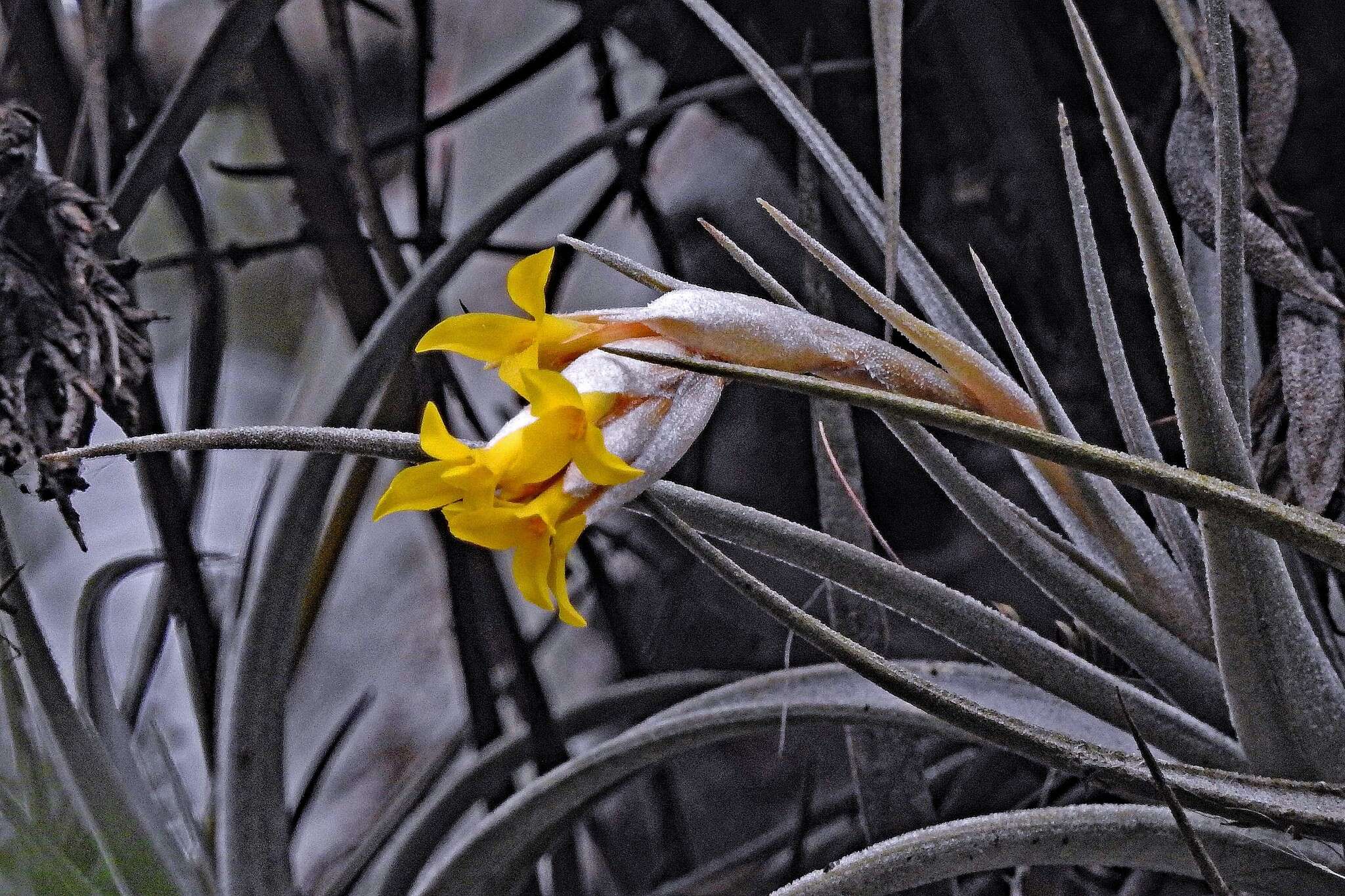 Image of Tillandsia ixioides subsp. ixioides