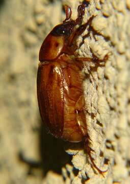 Image of Pasadena masked chafer