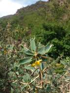 Image of Berberis grevilleana Gill.