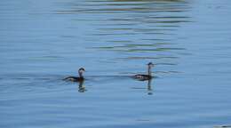 Image of Podiceps Latham 1787