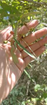 Myrceugenia glaucescens (Cambess.) D. Legrand & Kausel resmi