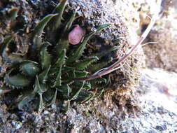 Sivun Haworthia monticola Fourc. kuva