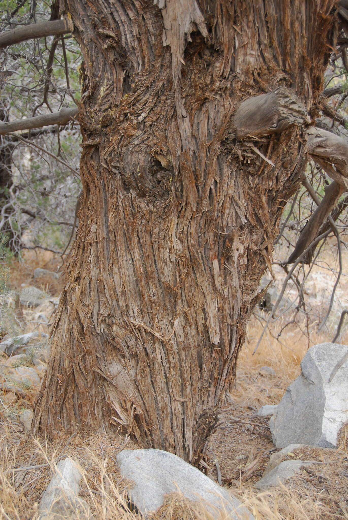 Cupressus arizonica var. nevadensis (Abrams) Little resmi