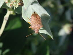 Image of Spined Soldier Bug