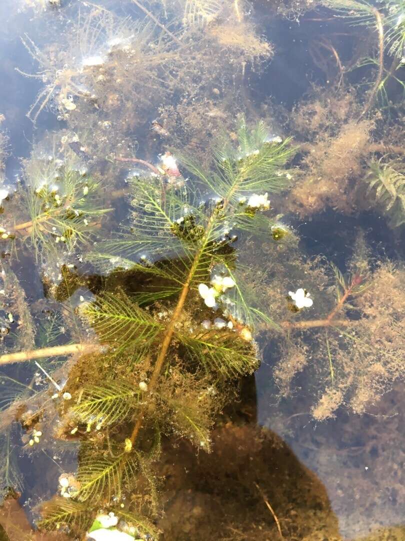 Image of Eurasian Water-Milfoil