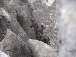 Image of Israeli Fan-fingered Gecko