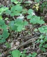 Imagem de Rubus hirtus Waldst. & Kit.