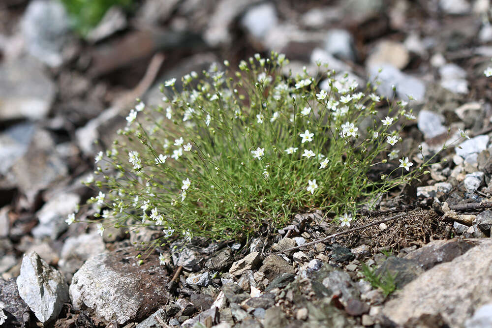 Imagem de Sabulina verna (L.) Rchb.