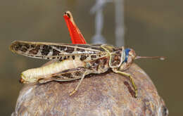 Image of Red-shanked Grasshopper