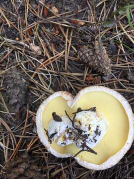 Image of Suillus occidentalis Thiers 1976