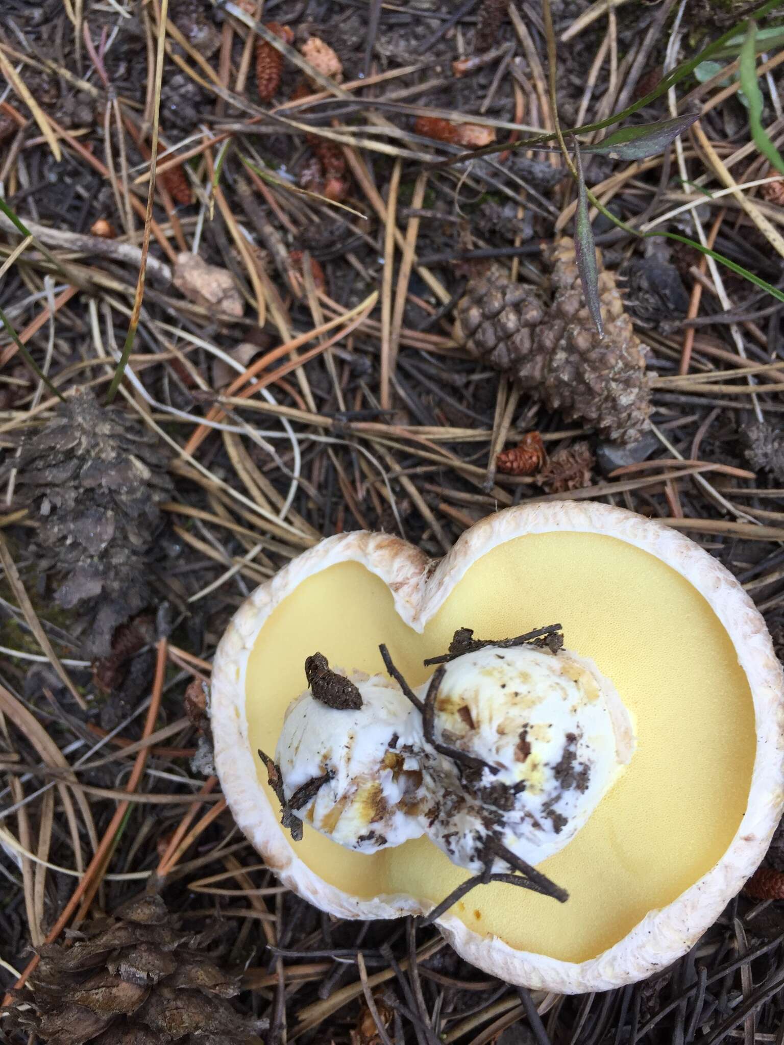 Plancia ëd Suillus occidentalis Thiers 1976