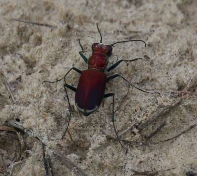 Image of Cicindela (Cicindela) formosa pigmentosignata W. Horn 1930