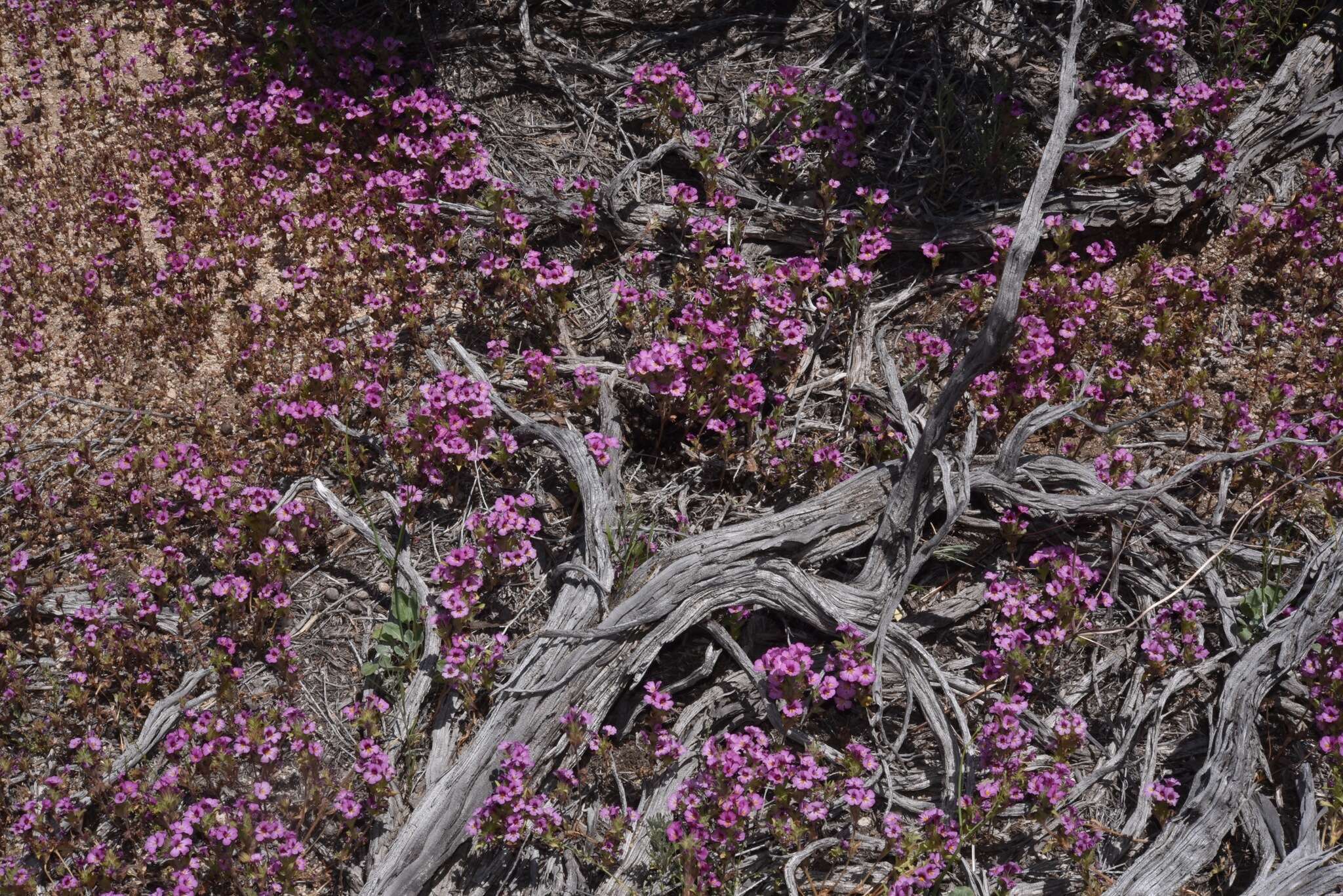 Plancia ëd Diplacus ovatus (A. Gray) G. L. Nesom