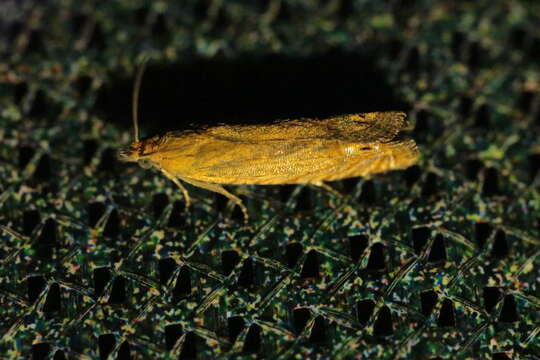 Image of Lathronympha