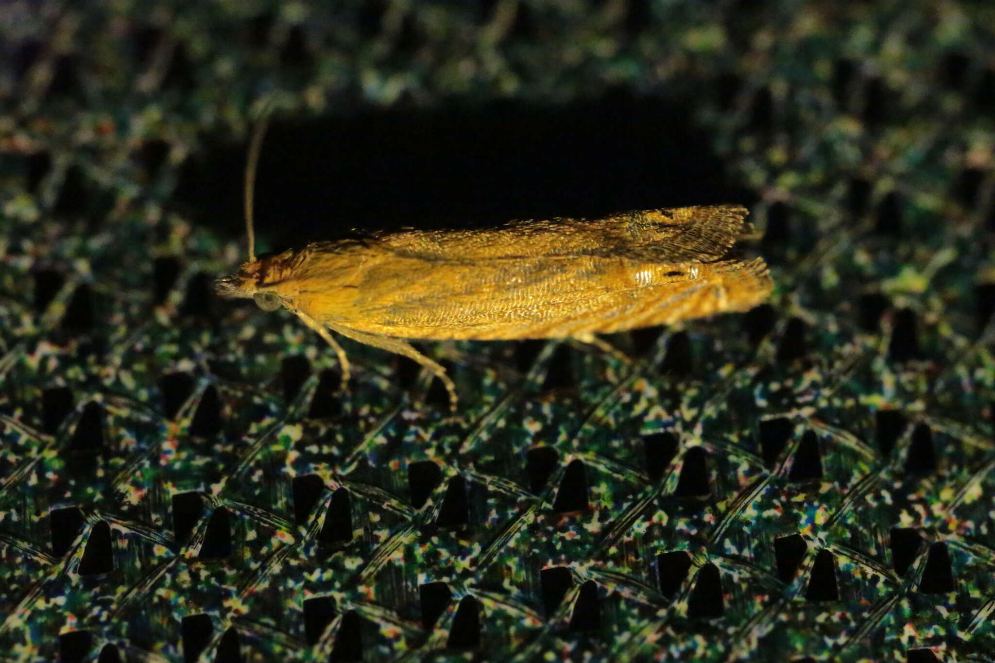 Image of Lathronympha