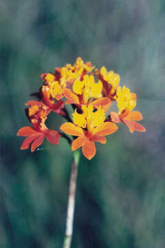 Image of Epidendrum fulgens Brongn.