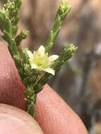 Image of Diosma ramosissima Bartl. & Wendl. fil.