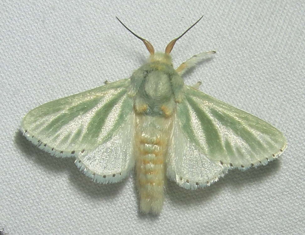 Image of Coenobasis albiramosa Walker 1865