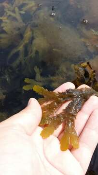 Image of toothed wrack