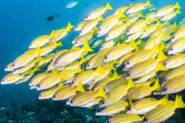 Image of Bengal snapper