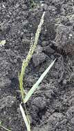 Image of Mexican lovegrass