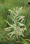 Image of Protea simplex E. Phillips