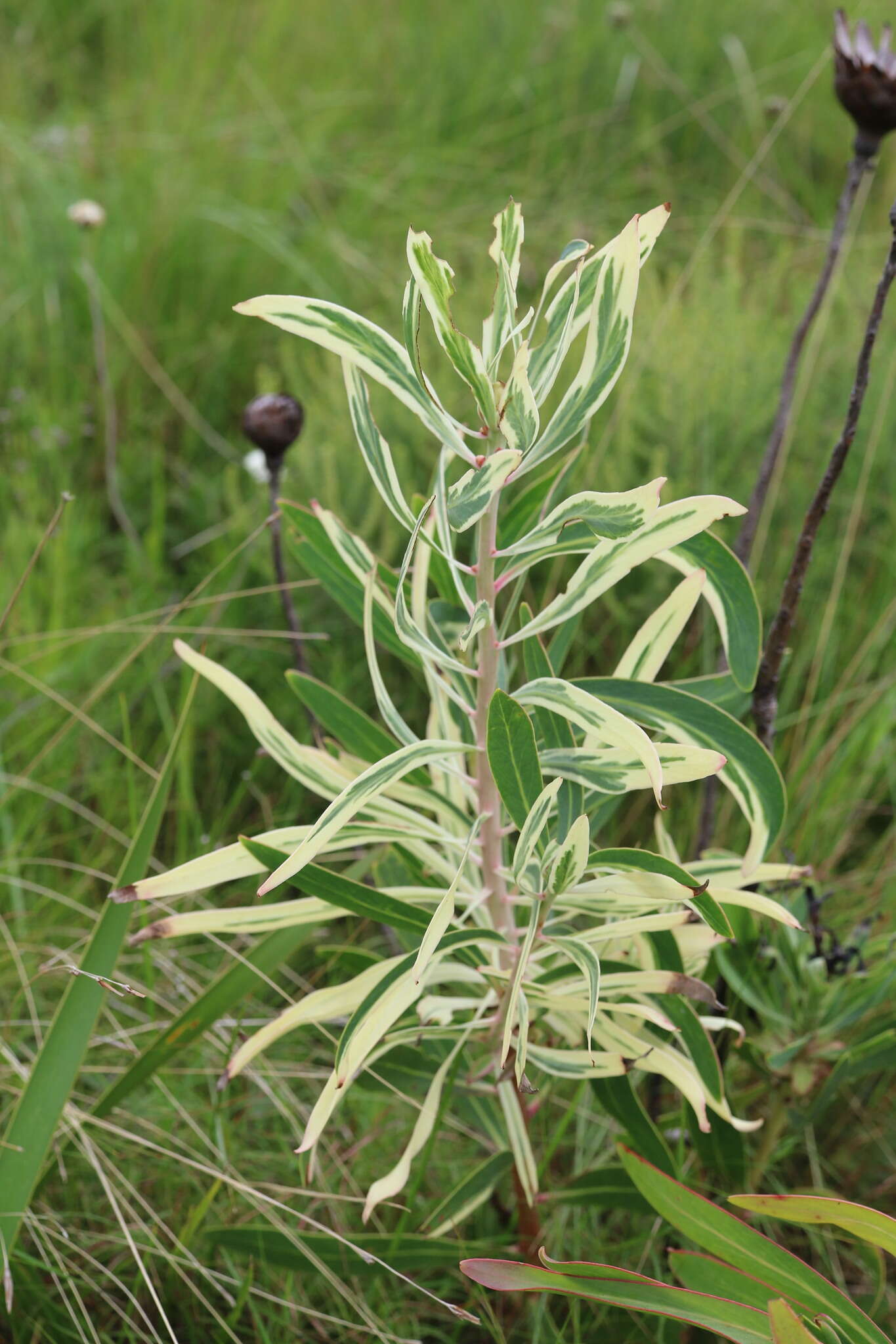 Image of Protea simplex E. Phillips