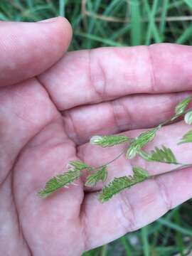 Plancia ëd Leersia lenticularis Michx.