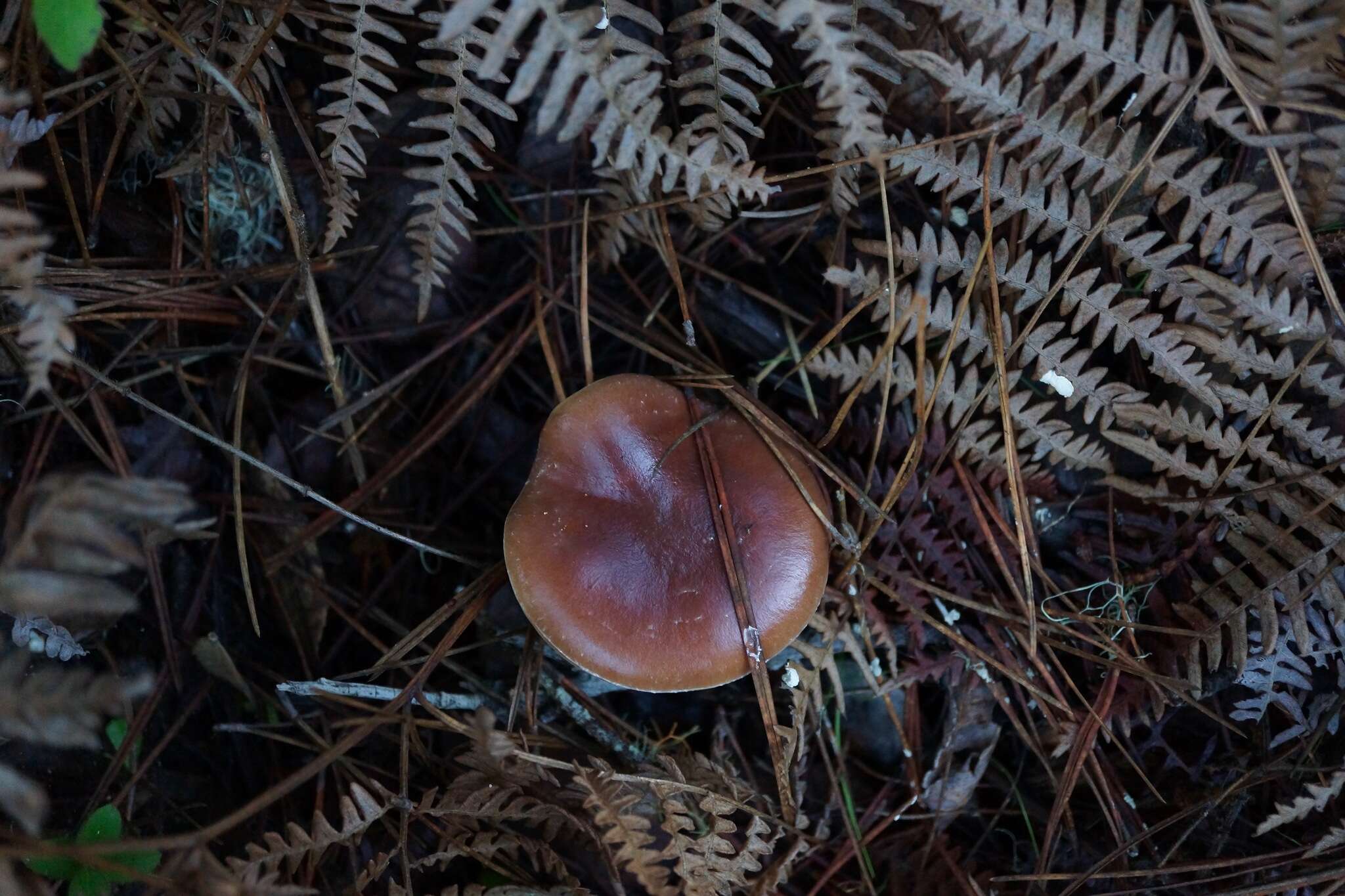 Image of Pholiota velaglutinosa A. H. Sm. & Hesler 1968