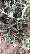 Image of Helianthemum cinereum subsp. rotundifolium (Dunal) Greuter & Burdet