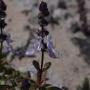 Image de Plectranthus pentheri (Gürke) van Jaarsv. & T. J. Edwards