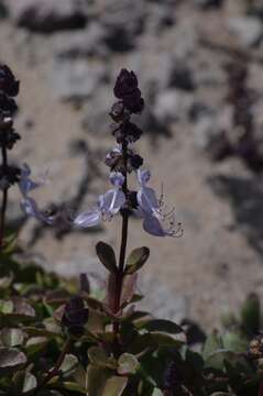 Plectranthus pentheri (Gürke) van Jaarsv. & T. J. Edwards的圖片