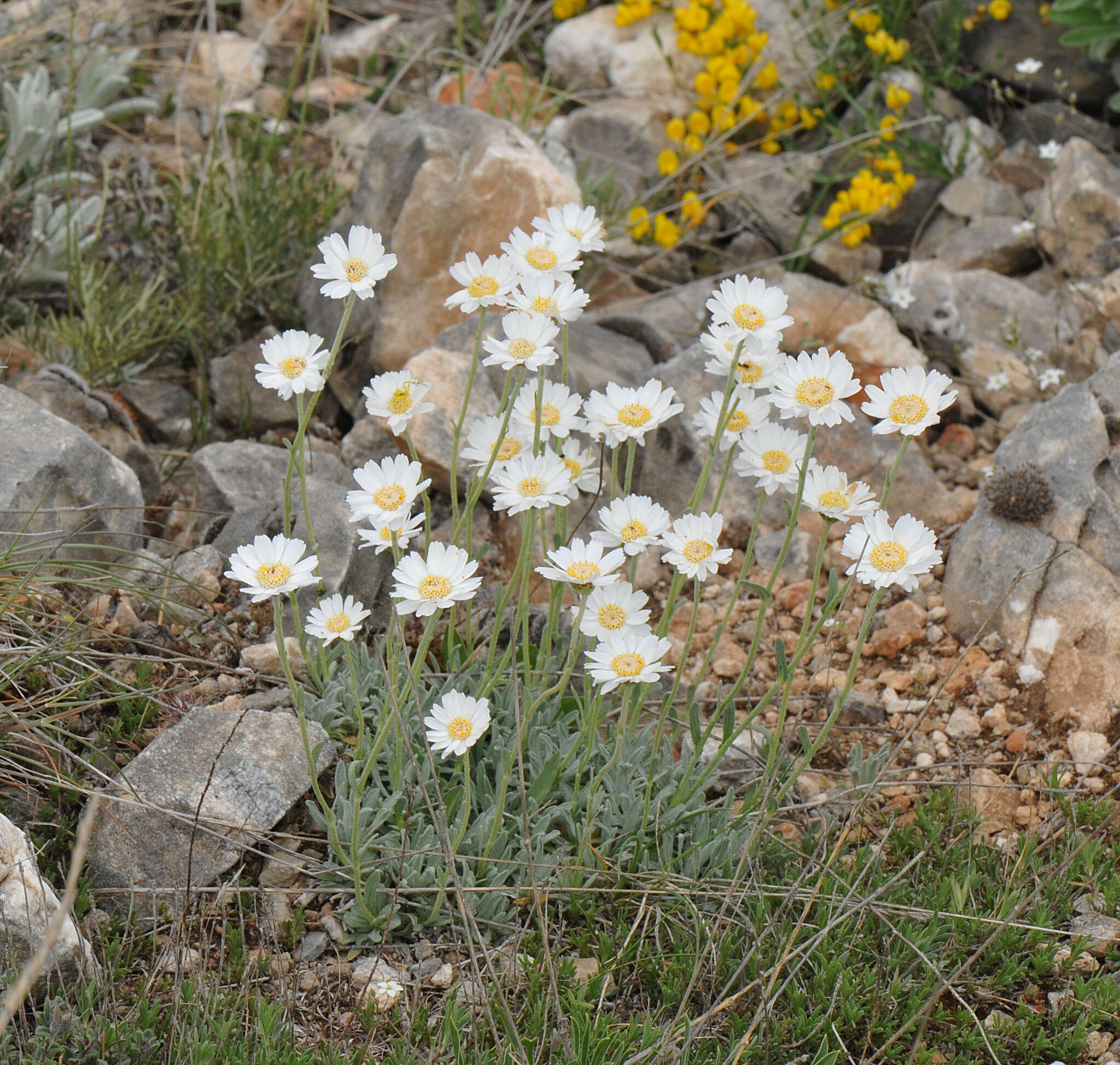 Image of yarrow