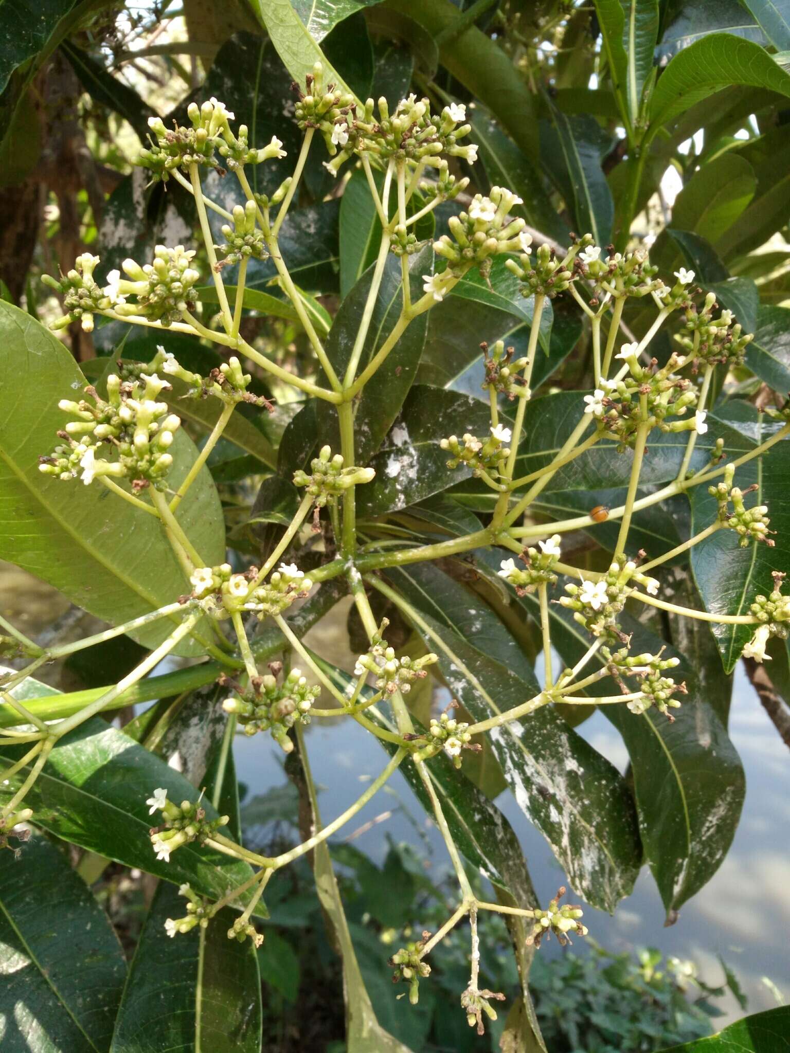 Image of Rauvolfia obtusiflora A. DC.