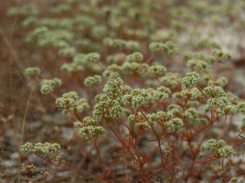 Image of Chaetonychia cymosa (L.) Sw.