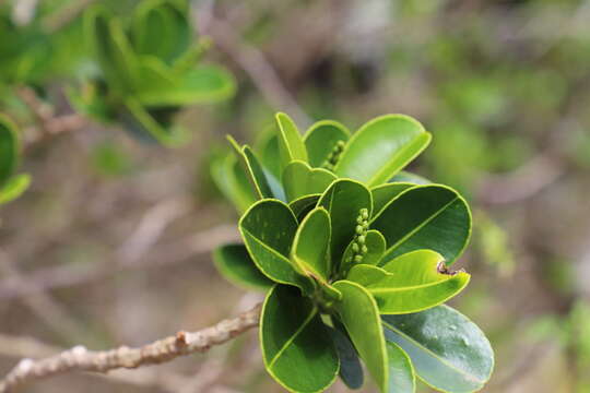 Image of Stillingia lineata (Lam.) Müll. Arg.