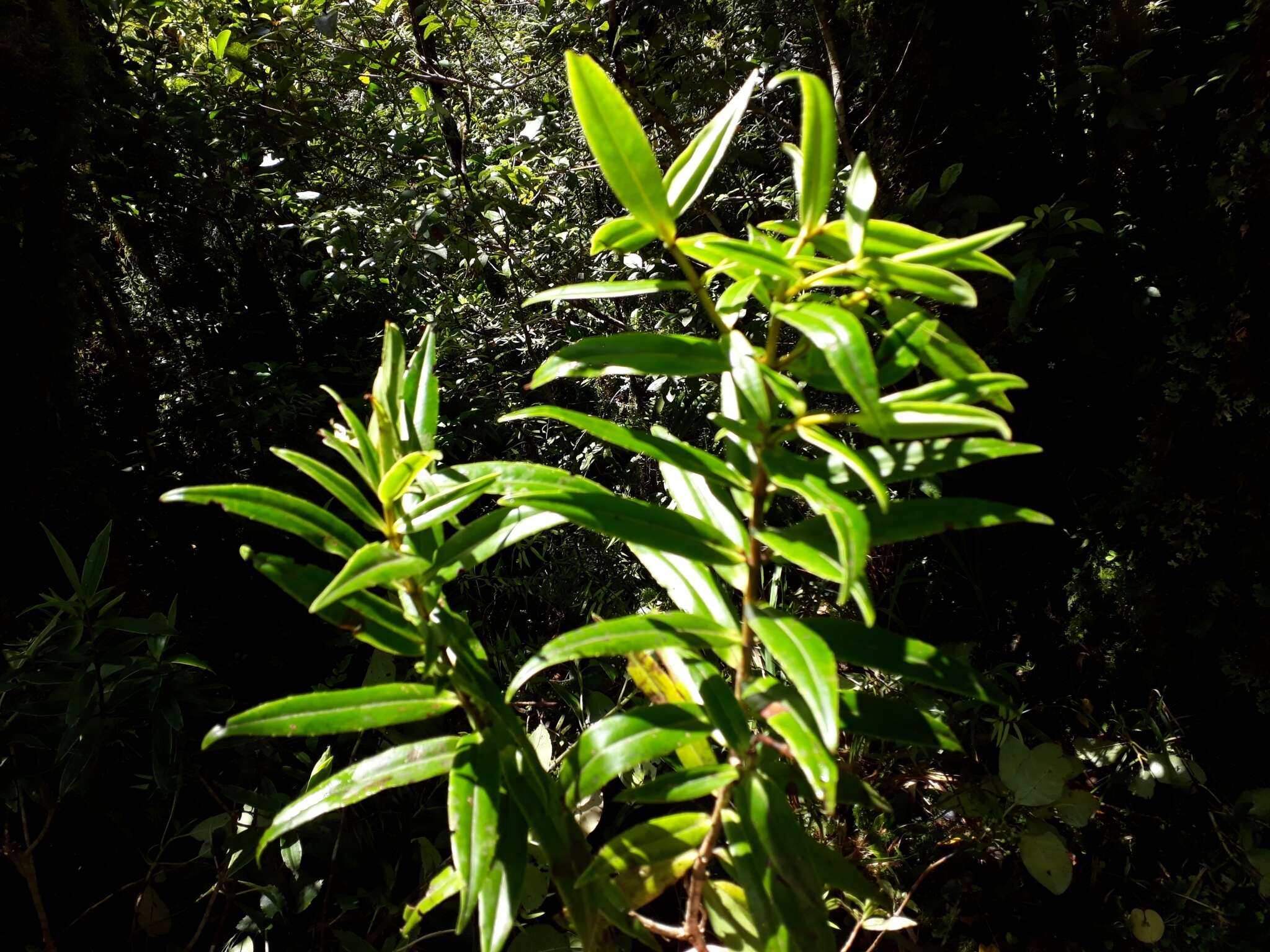 Image of Veronica corriganii (Carse) Garn.-Jones