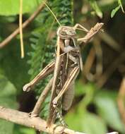 Image of Cyrtacanthacris tatarica (Linnaeus 1758)