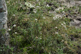 Image of Gyptis pinnatifida Cass.