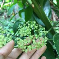 Image of Tetrastigma lanyuense Chang