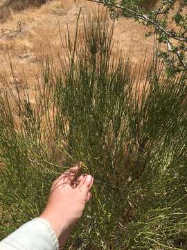 Image of Green Ephedra